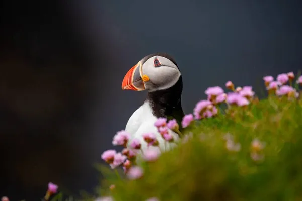 Shetland Wildlife