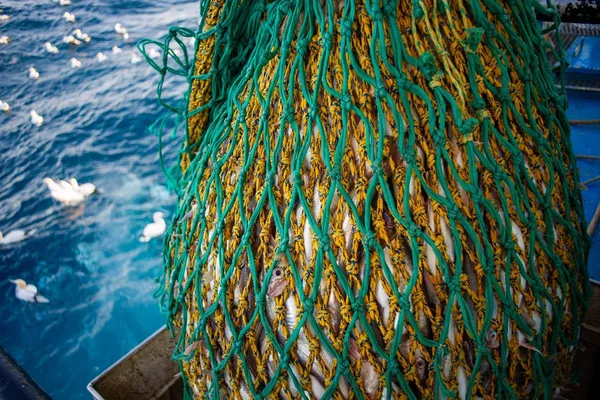 Net full of fish