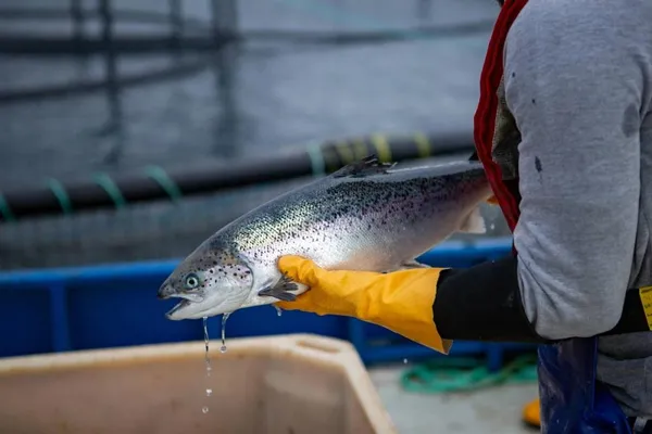 Salmon Farming
