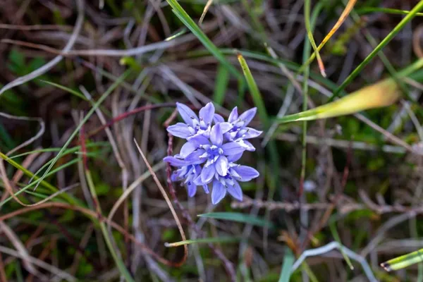 Spring Squill