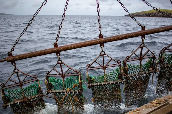Scallop dredges coming out of the water