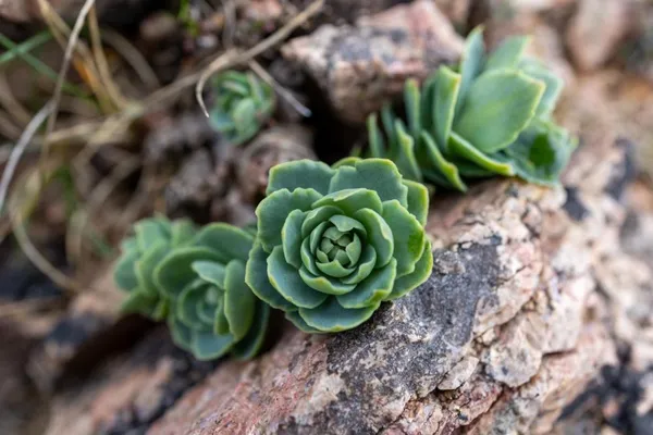 Small plants in the rock