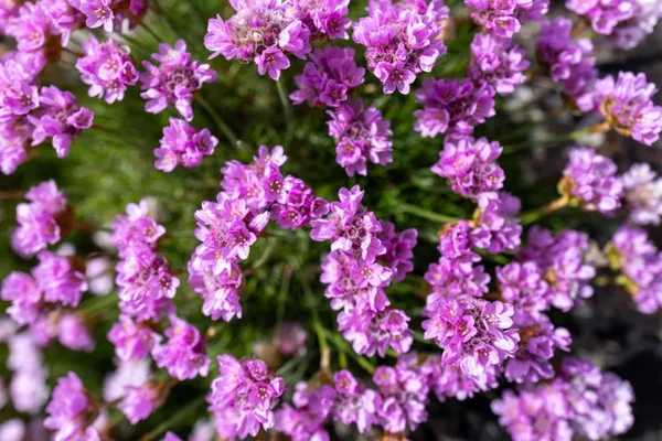 Sea Pinks