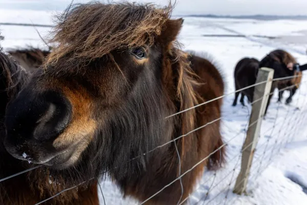 Shetland Pony in a snowy field